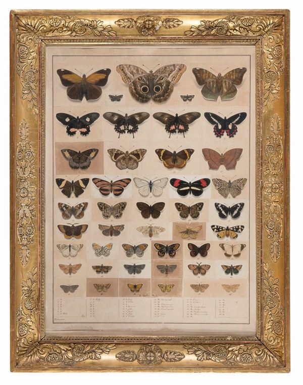 46 STUDI A TEMPERA DI FARFALLE DI JEAN LOUBEAU