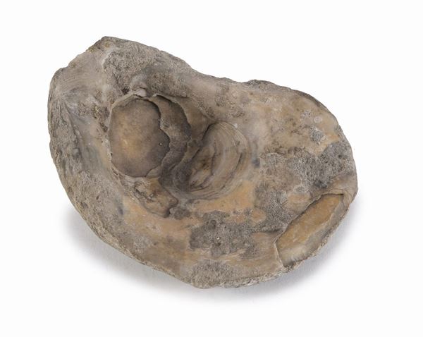 CONCHIGLIA FOSSILE