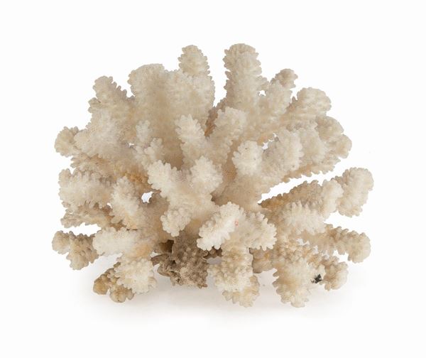 RACEMO DI CORALLO BIANCO MARINO FOSSILE