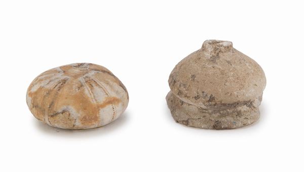 DUE FOSSILI DI RICCIO DI MARE