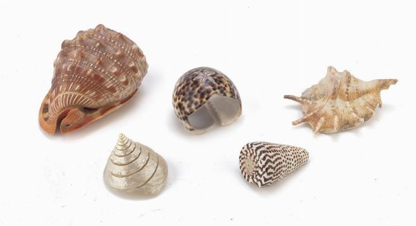 SEI CONCHIGLIE MARINE