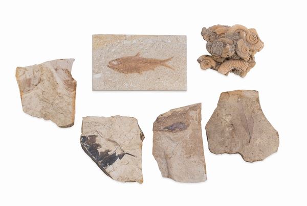 LOTTO DI SEI FOSSILI