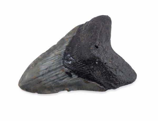 DENTE FOSSILE