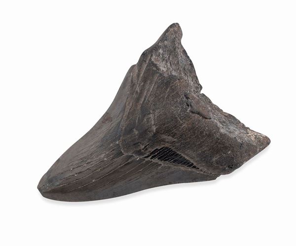 DENTE FOSSILE