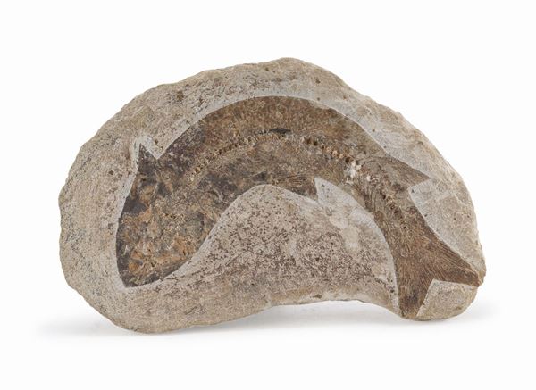 FOSSILE DI PESCE