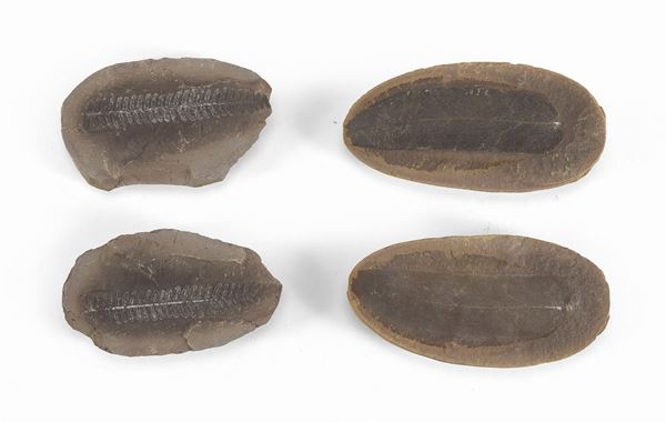 DUE FOSSILI DI FOGLIE