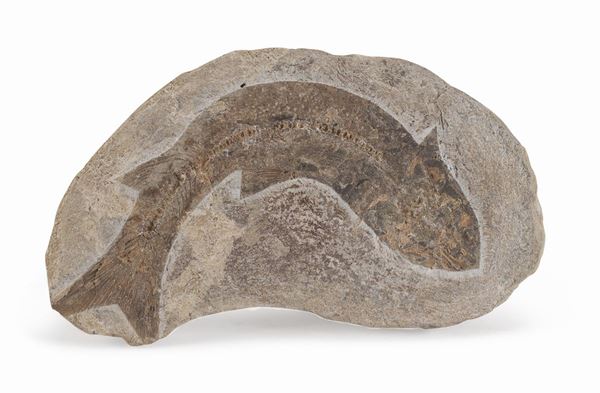 FOSSILE DI PESCE