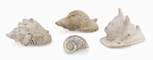 QUATTRO CONCHIGLIE MARINE