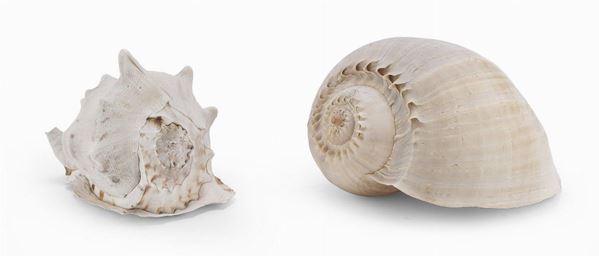 DUE GRANDI CONCHIGLIE MARINE