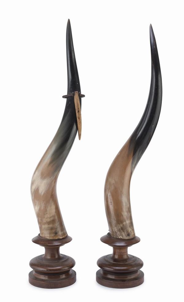 COPPIA DI CORNI CON BASE IN LEGNO