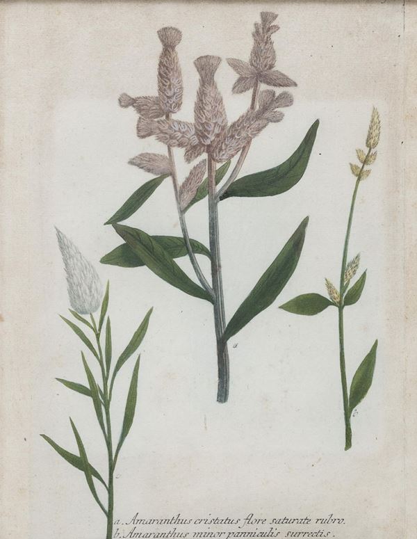 SEI INCISIONI FLORA