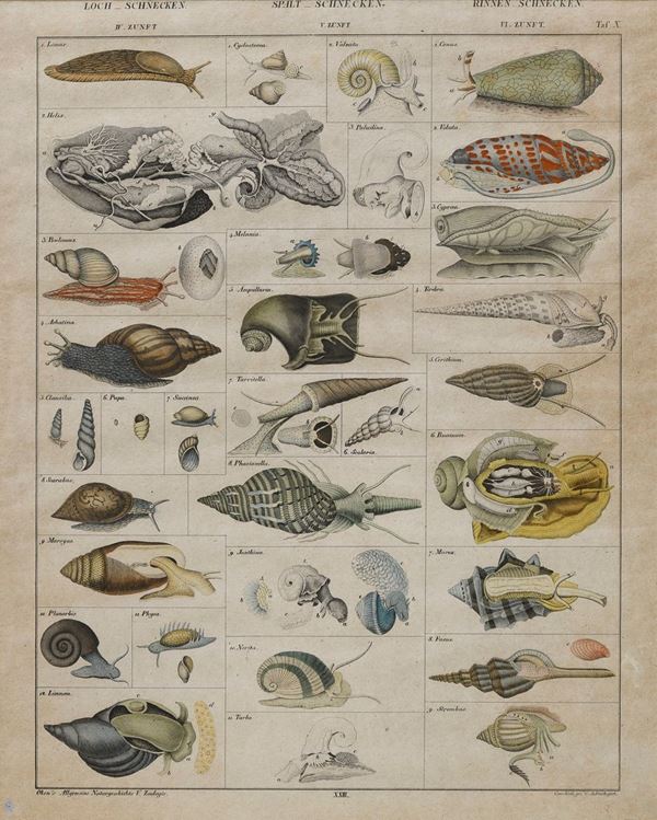 TRE INCISIONI MOLLUSCHI