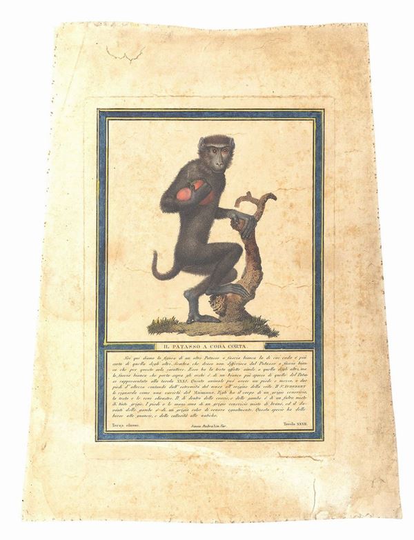 SEI INCISIONI TIPOLOGIA DI SCIMMIE