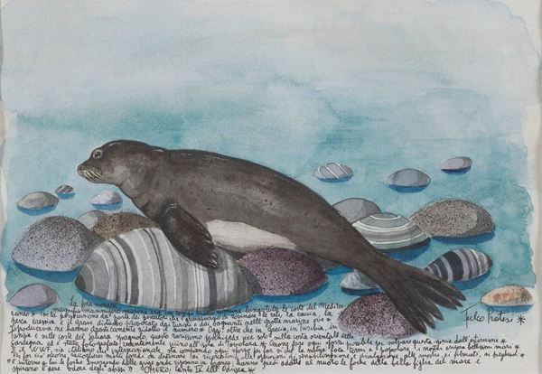 ACQUERELLO LA FOCA MONACA DI FULCO PRATESI