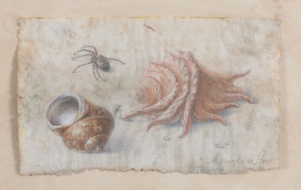 GOUACHE CONCHIGLIE DI MARGARETA DE HERR