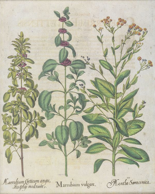 INCISIONE FLORA DEL SETTECENTO
