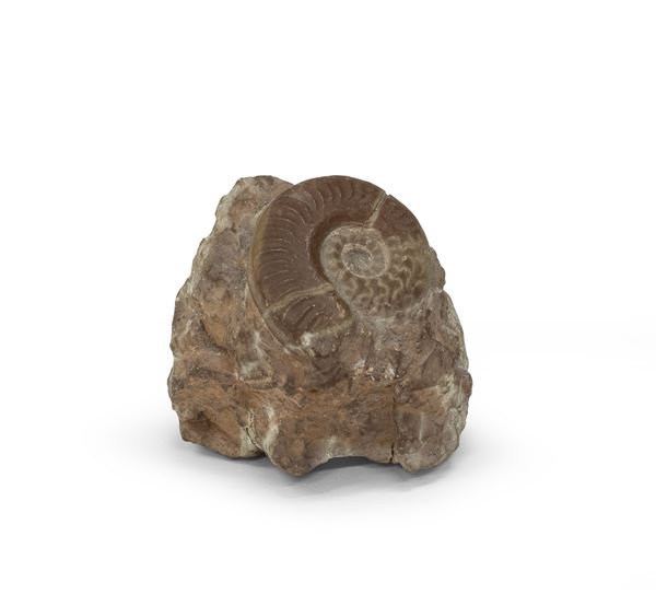 PICCOLO FOSSILE DI CELENTERATO