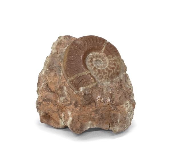 PICCOLO FOSSILE DI CELENTERATO