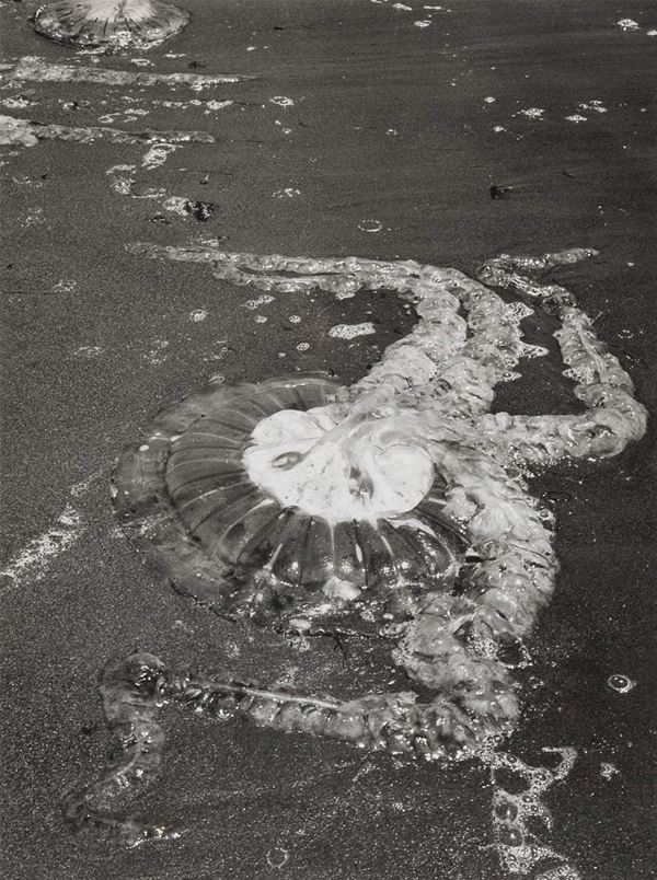 STAMPA AI SALI D&#39;ARGENTO DI HAROLD MILLER NULL