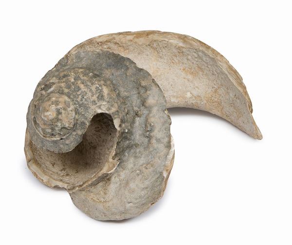 OSSO FOSSILE