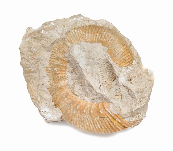 FOSSILE DI CELENTERATO