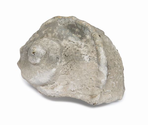 CONCHIGLIA FOSSILE